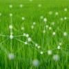 Network concept on field of green grass background