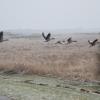 Anser Anser (Goose) flying over reed