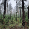 Ukraine Forests Forum Report
