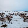Reindeer herd in finland