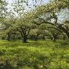 Appel orchard with green grass